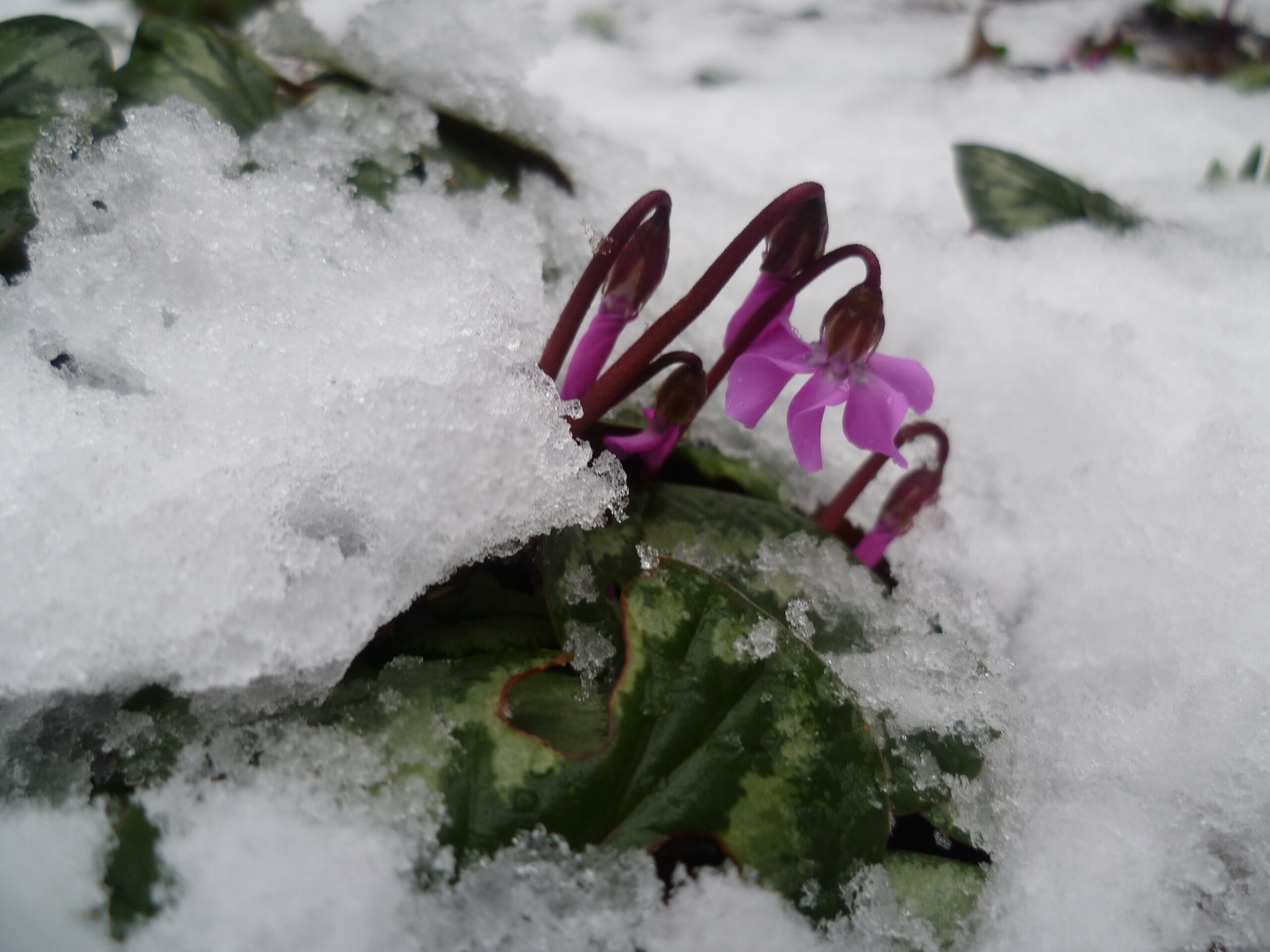 Winter